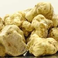 Verse witte truffel 10-50 gr. (medium)