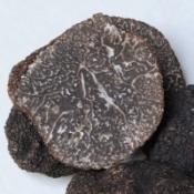 Verse Wintertruffel Stukken AUSTRALIE 30+