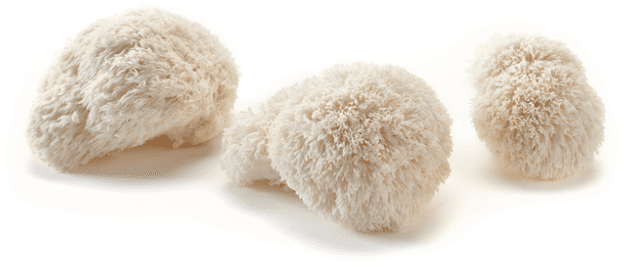 Pompom blanc aka Pruikzwam
