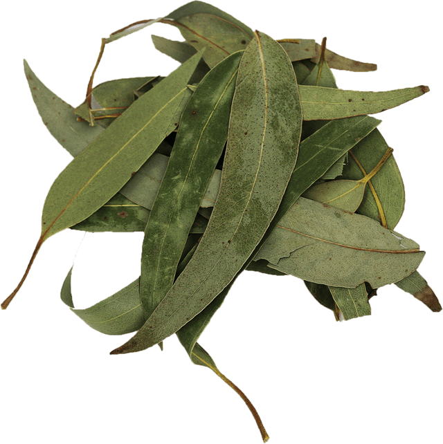 Gedroogd Eucalyptusblad 100gr