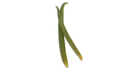 Planifolia GREEN Vanille