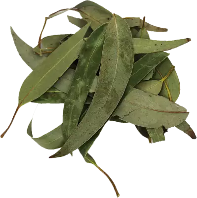 Gedroogd Eucalyptusblad 