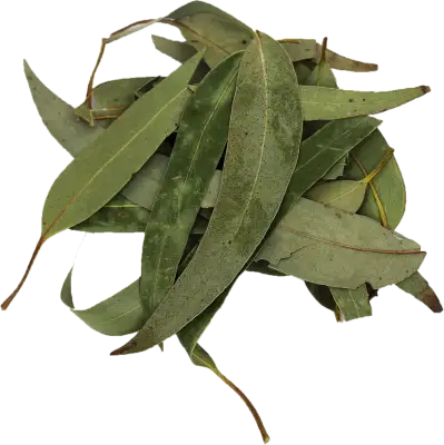 Gedroogd Eucalyptusblad