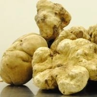 Fresh white truffel ALBA extra