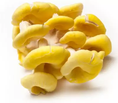 Gele oesterzwammen 