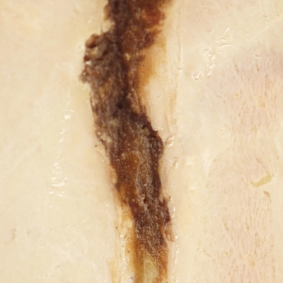 Ganzenlever terrine met vijgen